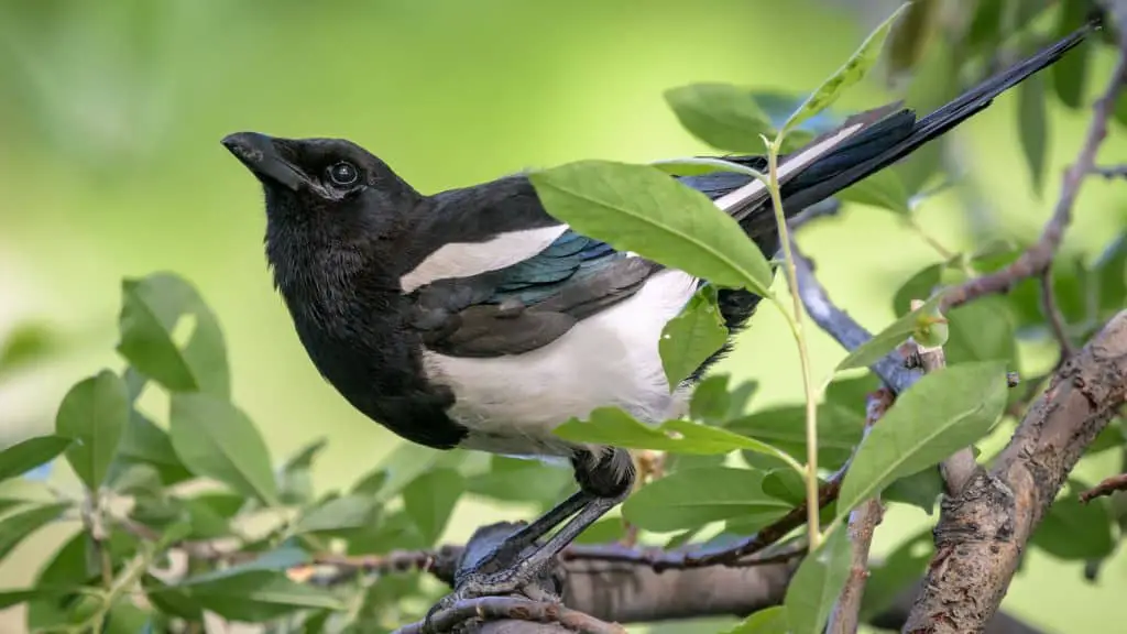 Black-Billed Magpie