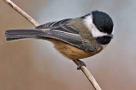 Black-Capped Chickadee