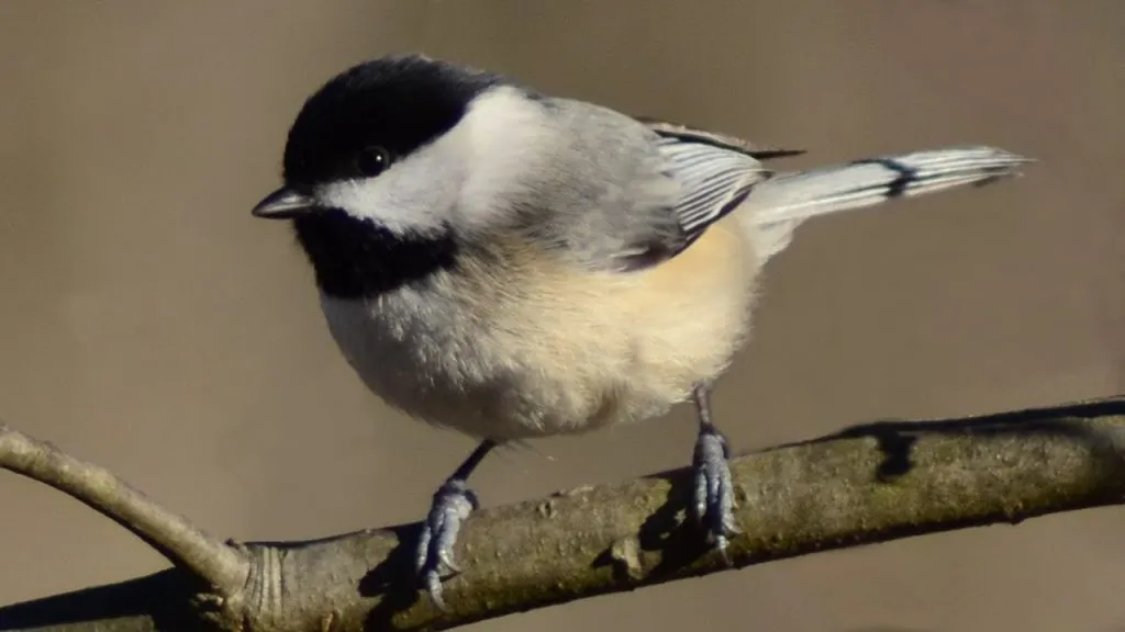 Black-Capped Chickadee