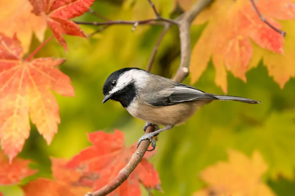 Black-Capped Chickadee