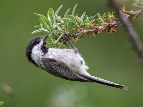 Black-Capped Chickadee