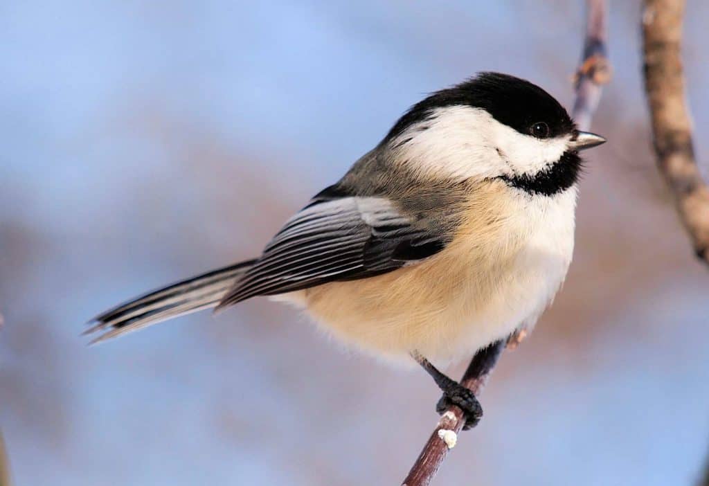 Black-Capped Chickadee