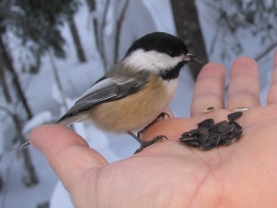 Black-Capped Chickadee