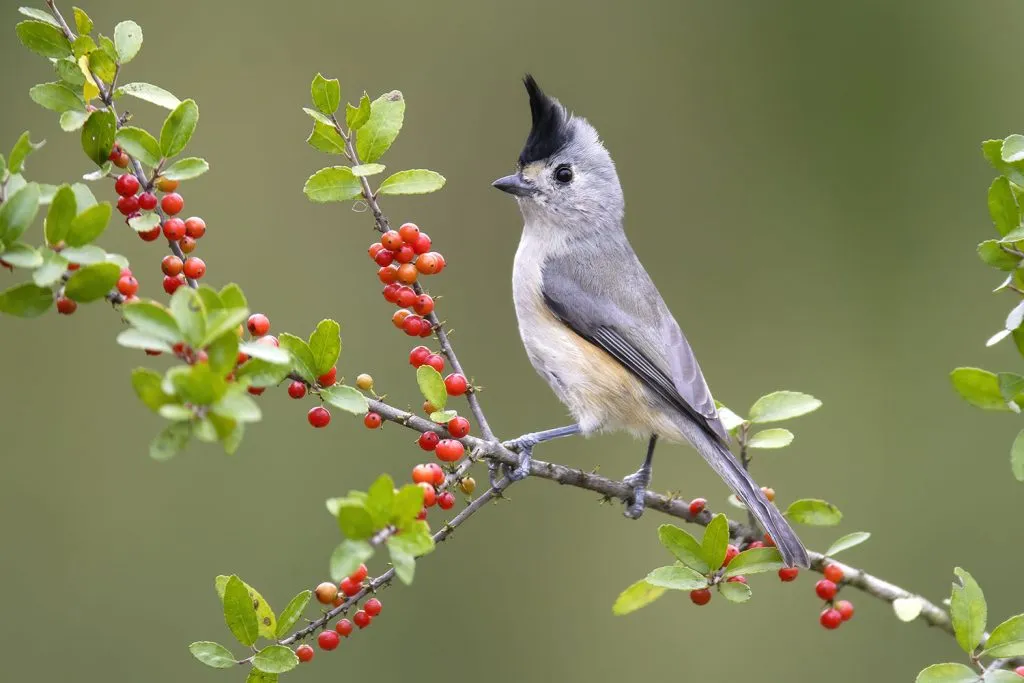 Black-Crested Titmouse