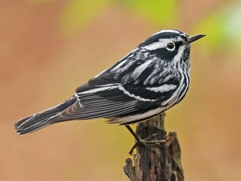 Black-Throated Gray Warbler