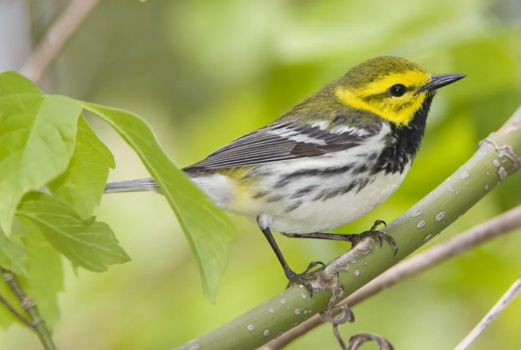 Black-Throated Green Warbler