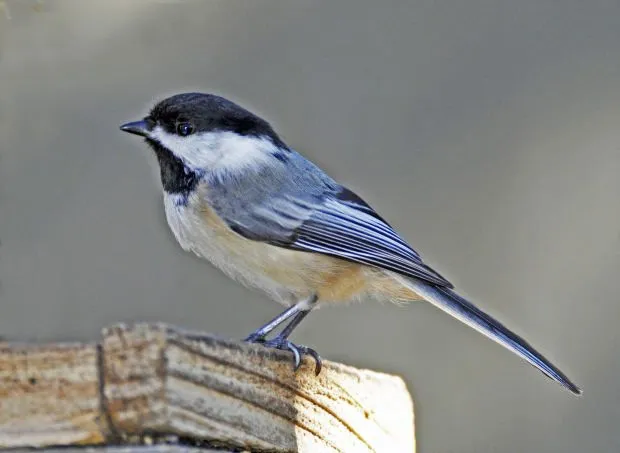 Black-capped Chickadee