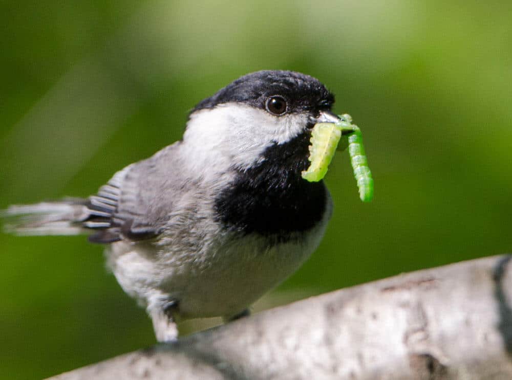 Black-capped Chickadee