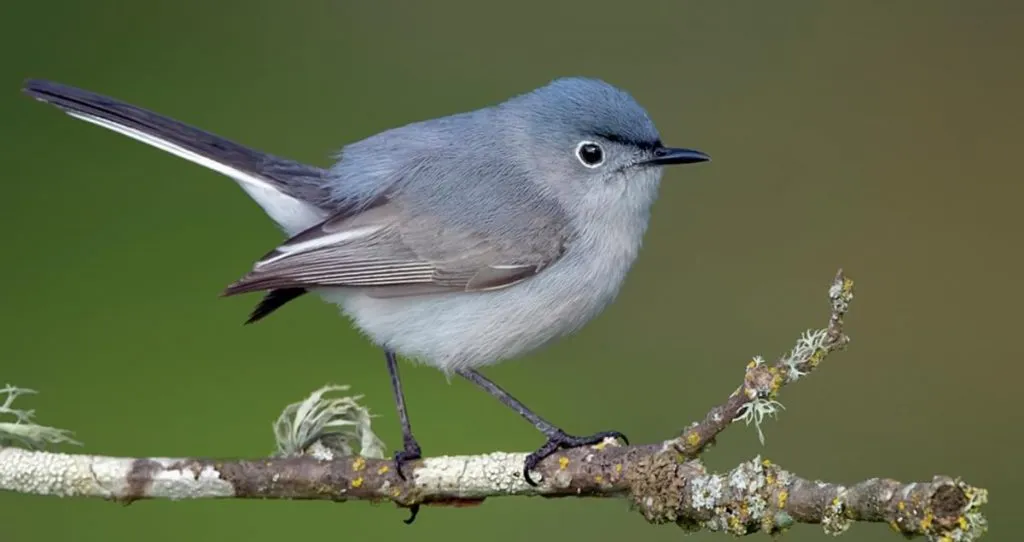 Blue-Gray Gnatcatcher