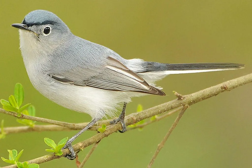 Blue-Gray Gnatcatcher