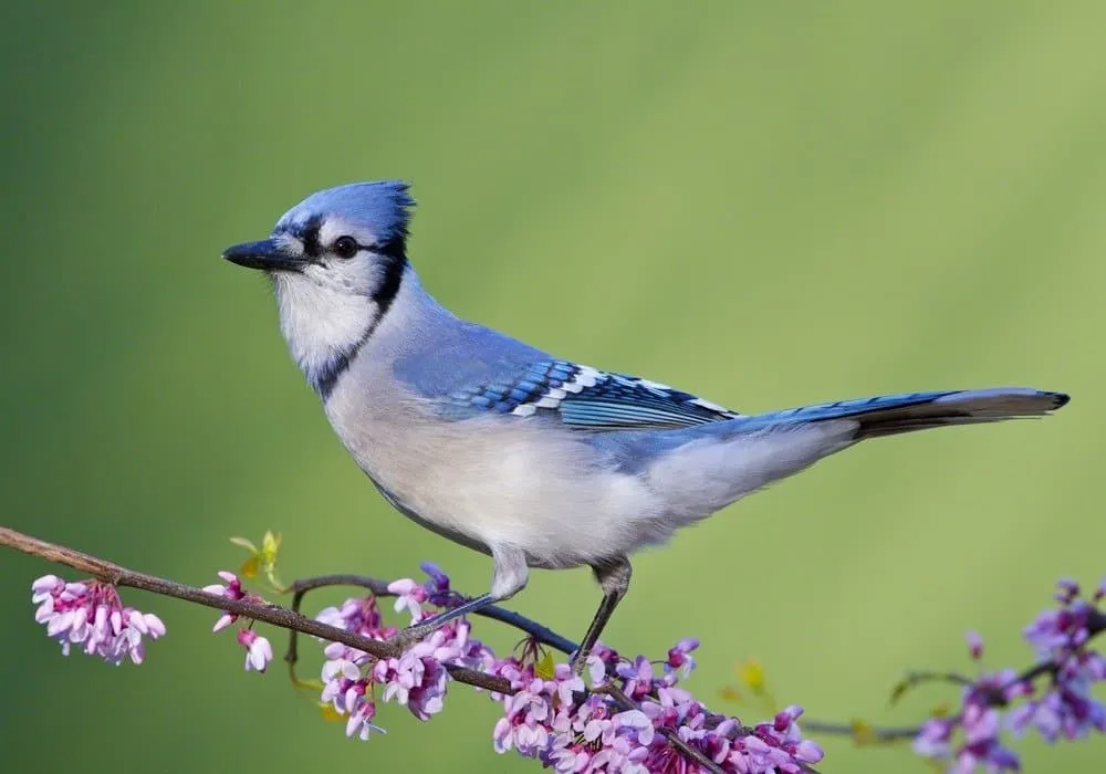 Blue Jay 