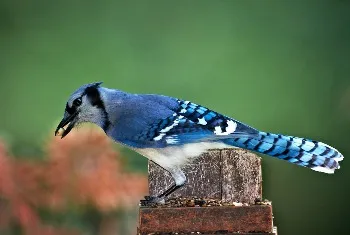 Blue Jay