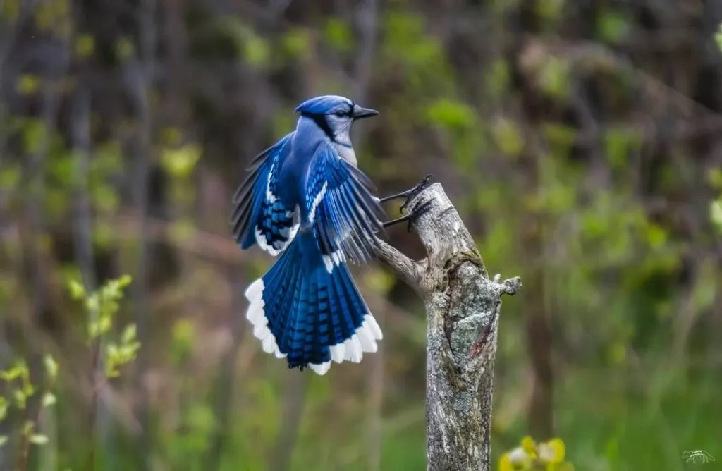 Blue Jay