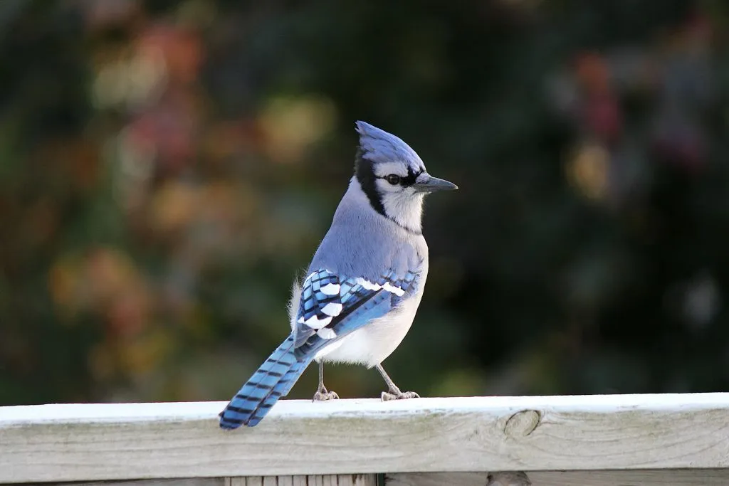 Blue Jay