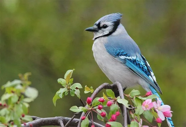 Blue Jay