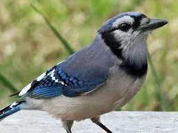 Blue Jay