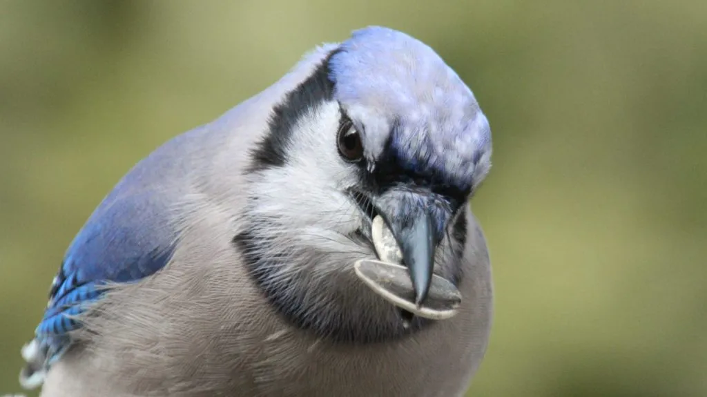 Blue Jay