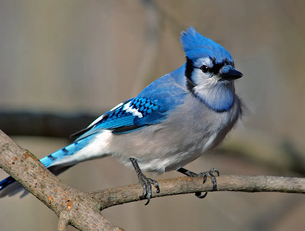 Blue Jay