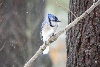 Blue Jay