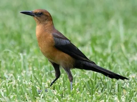 Boat-Tailed Grackle