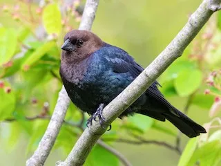 Brown-Headed Cowbird