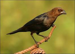 Brown-Headed Cowbird