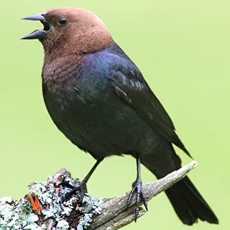 Brown-headed Cowbird