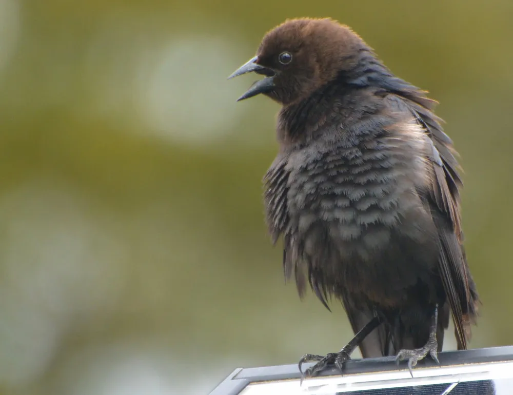 Brown-headed Cowbird