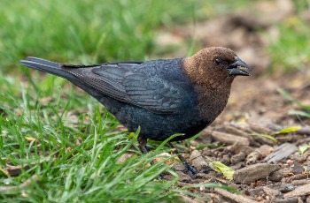 Brown-headed Cowbird