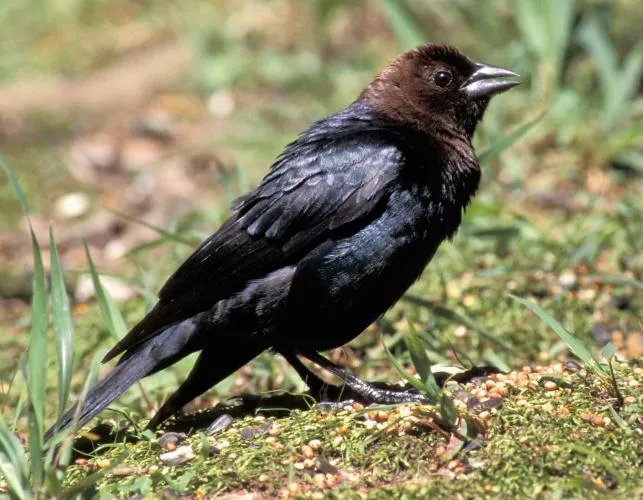 Brown-headed Cowbird