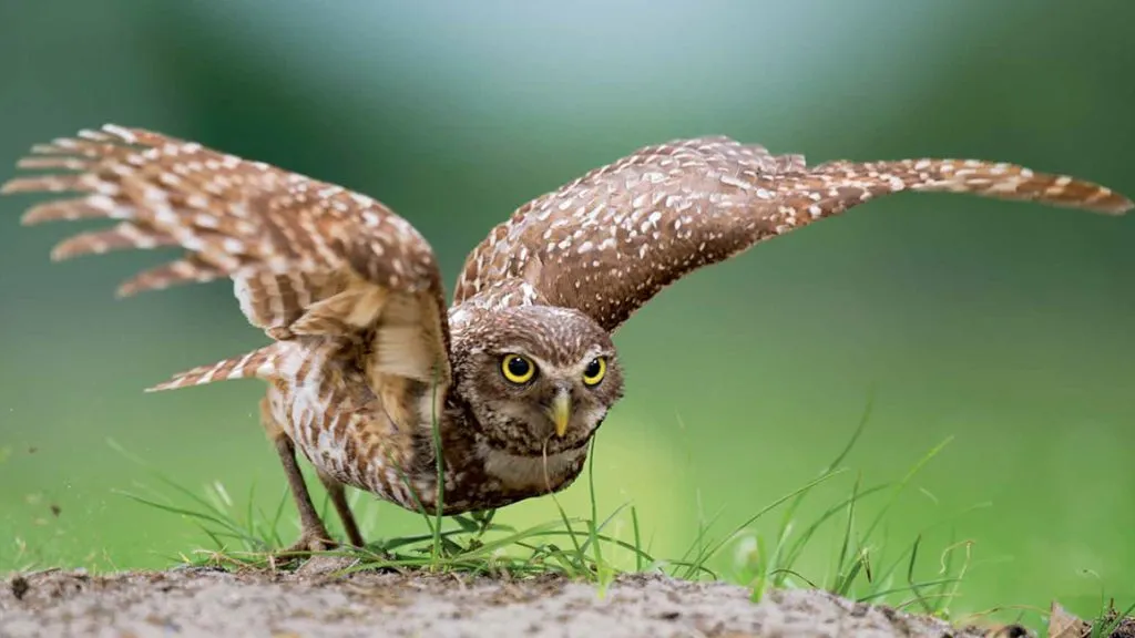 Burrowing Owl