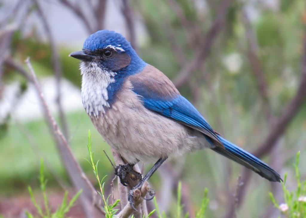 California Scrub-Jay