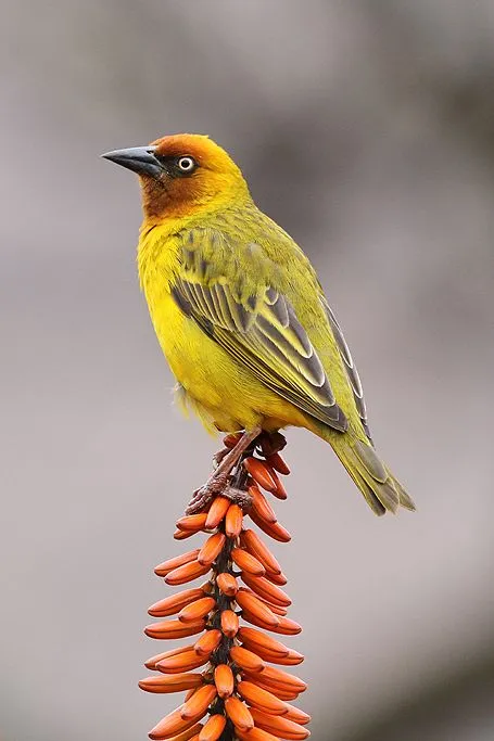 Cape Weaver