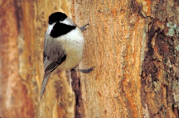 Carolina Chickadee