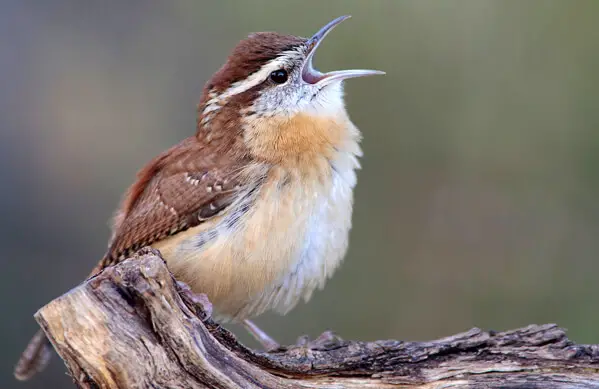 Carolina Wren 