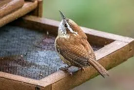 Carolina Wren