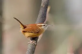 Carolina Wren