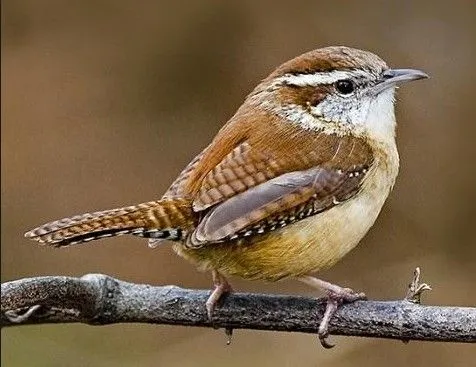 Carolina Wren