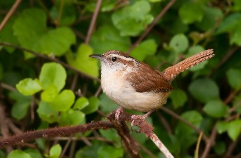 Carolina Wren