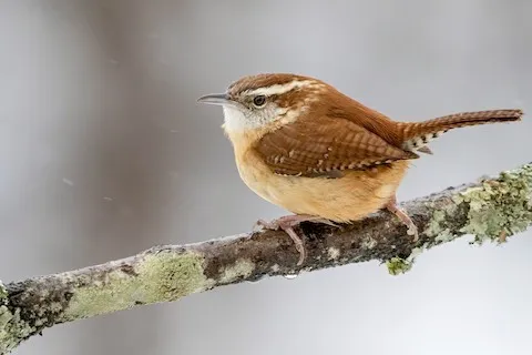 Carolina Wren