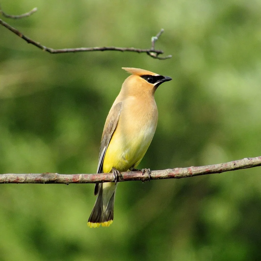 Cedar Waxwing