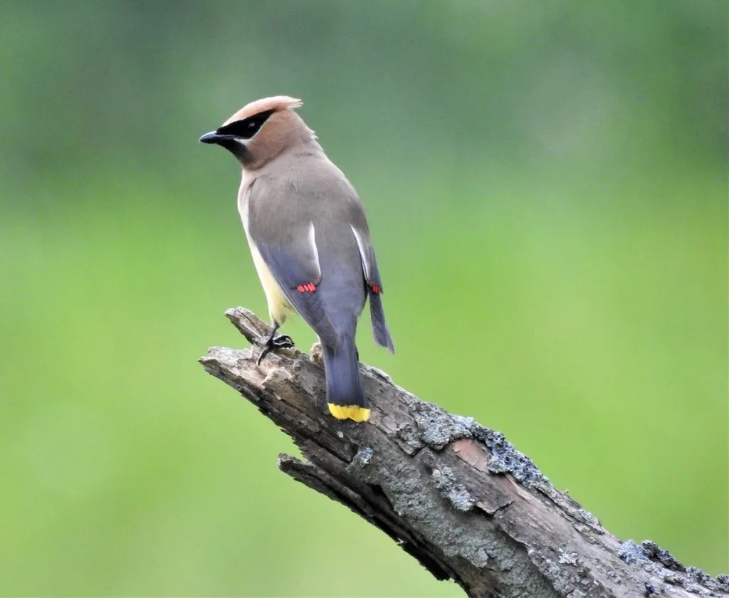 Cedar Waxwing