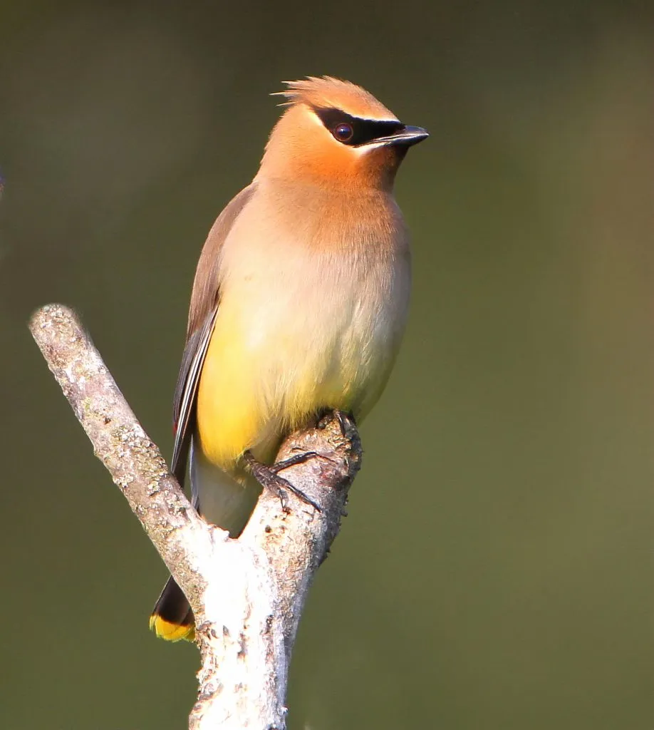 Cedar Waxwing