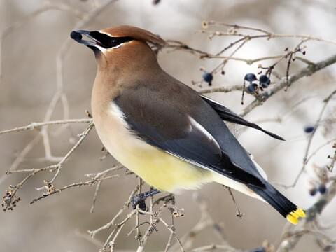 Cedar Waxwing