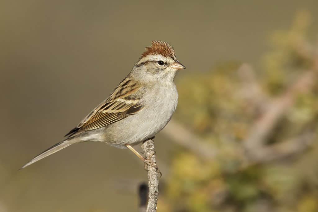 Chipping Sparrow