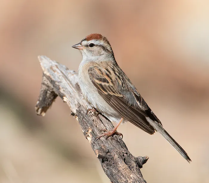 Chipping Sparrow