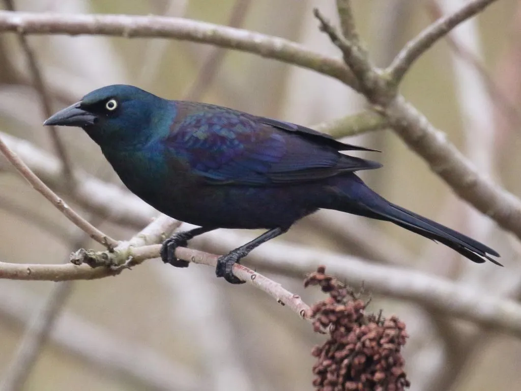 Common Grackle