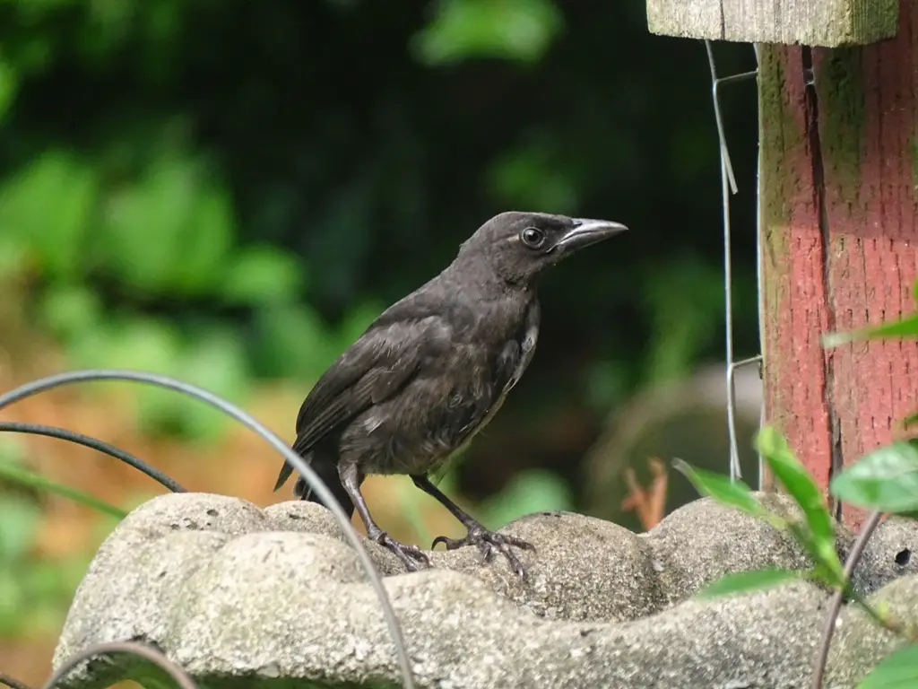 Common Grackle