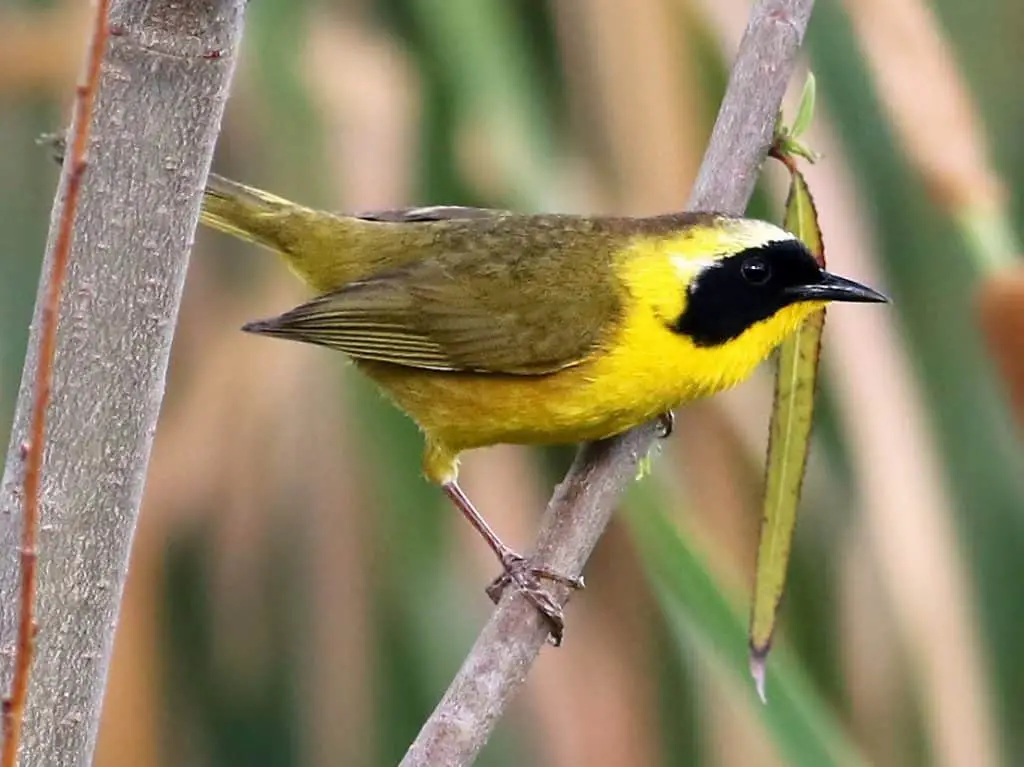 Common Yellowthroat