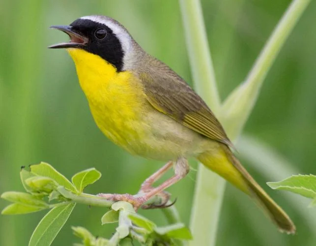 Common Yellowthroat